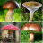 icon Mushroom identifier(Identificador de cogumelo) 5.9.10