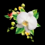 icon Orchids Live Wallpaper(Papel de Parede de Orquídeas)