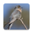 icon Cuckoo Bird Sounds(Cucos Sons de pássaros) 2.4