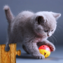 icon Cat Puzzles(Puzzle Game Kids)