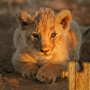 icon Baby Animals Puzzle()