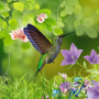 icon Hummingbirds live wallpaper(Beija-flores papel de parede)