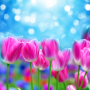 icon Spring Flower Live Wallpaper (Flor De Primavera Papel De Parede Animado)