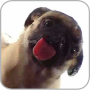 icon Dog Licker Live Wallpaper FREE (Cão Licker Live Wallpaper grátis)