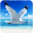 icon The Seagull(The Seagull
) 1.1.0