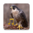 icon Animal & Bird Sounds(Sons de pássaros e animais) 20.0