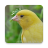 icon Canary sounds(Sons de Canário. músicas legais.) 1.24