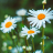 icon Daisy Wallpapers(Papéis de Parede de Margarida) 3.0.1