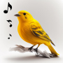 icon Bird Calls(Chamadas de pássaros, sons e toques)