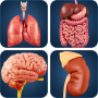 icon My Organs Anatomy(Anatomia dos meus órgãos)