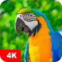 icon Parrot Wallpapers 4K