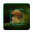 icon mushapp(Mushroom Identifier - detecção e classificação
) 2.15.0