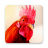 icon Rooster Sound Ringtones(Som de galo: toque,) 7.4.0