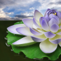 icon Lotus Flower Wallpapers (Papéis de Parede de Flor de Lótus)