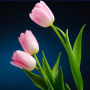 icon Colorful Tulip Wallpapers (Papéis de Parede de Tulipas Coloridas)