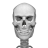 icon Human skeleton Anatomy(Sistema Ósseo em 3D (Anatomia)) 3.4