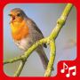 icon Bird sounds. Nice songs. (Sons de pássaros. Boas músicas.)