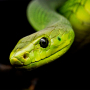 icon Snake Wallpapers (Papéis de Parede de Serpente)