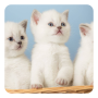 icon Kittens Live Wallpaper(Gatinhos Papel de Parede Vivo)