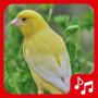 icon Canary sounds(Sons de Canário. músicas legais.)