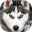 icon Husky live wallpaper 5.3