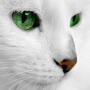 icon White Cats Live Wallpaper (Gatos Brancos Papel de Parede Vivo)