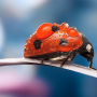 icon Ladybug Live Wallpaper(Joaninha live wallpaper)
