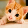 icon Kitten Wallpapers (Papéis de Parede de Gatinho)