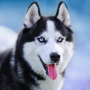 icon Talking Siberian Husky (Husky siberiano falante)