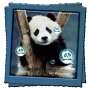 icon Panda Live Wallpaper(Panda Papel De Parede Animado)