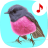 icon Bird songs: Ringtones(Bird Songs: Toques
) 7.1