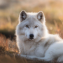 icon Wolf Sounds - Wolf Ringtones (Wolf Sounds - Toques de lobo)