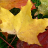 icon Autumn Wallpapers(Papéis de Parede de Outono) 2.0.1