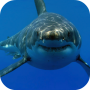 icon White Shark HD Video Wallpaper(Tubarão Branco HD Video Wallpaper)