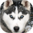 icon Husky live wallpaper 3.1
